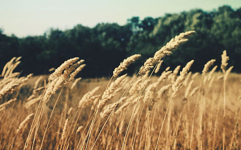 Wheat field, symbolic of resilience